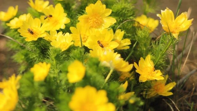 Первые весенние цветы. Адонис в лесу | Футажи красивая природа [FullHD] смотреть онлайн