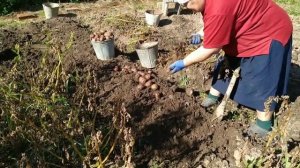 Как сажают картошку в деревне на русском севере. Весна, лето, осень. Полная версия. 2019