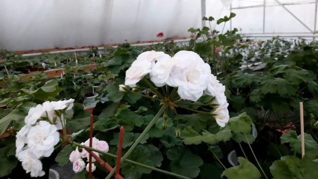 Зимнее цветение зонартиковых гибридов🌸🌸🌸 смотреть онлайн