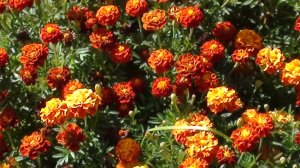 Соседские цветы в огороде 7 сентября 2024 Подмосковье