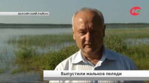 Задел на хорошую рыбалку. В озеро Белоярского района выпустили мальков пеляди