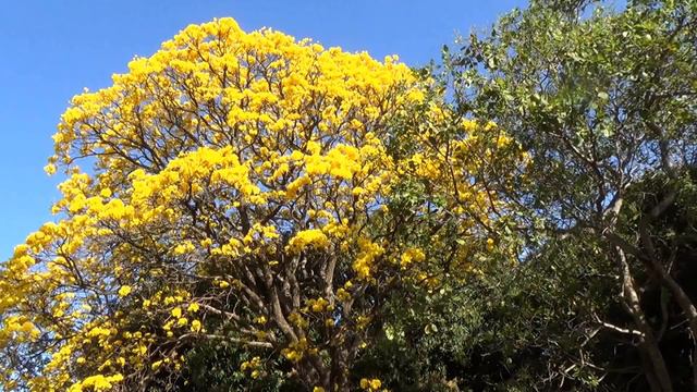 IPÊ-AMARELO IPÊ-FLORIDO TABEBUIA CHRYSOTRICHA IPÊ-TABACO ESTAÇÃO DAS FLORES Beleza natural.