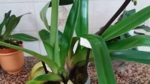 Paph. Lippewunder. Первое домашнее цветение.