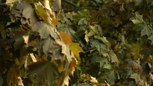 | Звуки природы | Шум леса и пение птиц для мгновенного снятия стресса и сна. смотреть онлайн