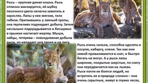Животный мир Кузбасса