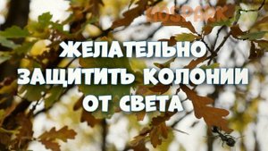 Как провести зимовку муравьиной колонии и что такое диапауза