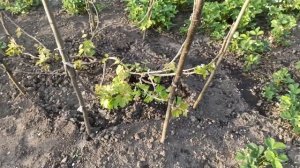 Обработка винограда медным купоросом до цветения.