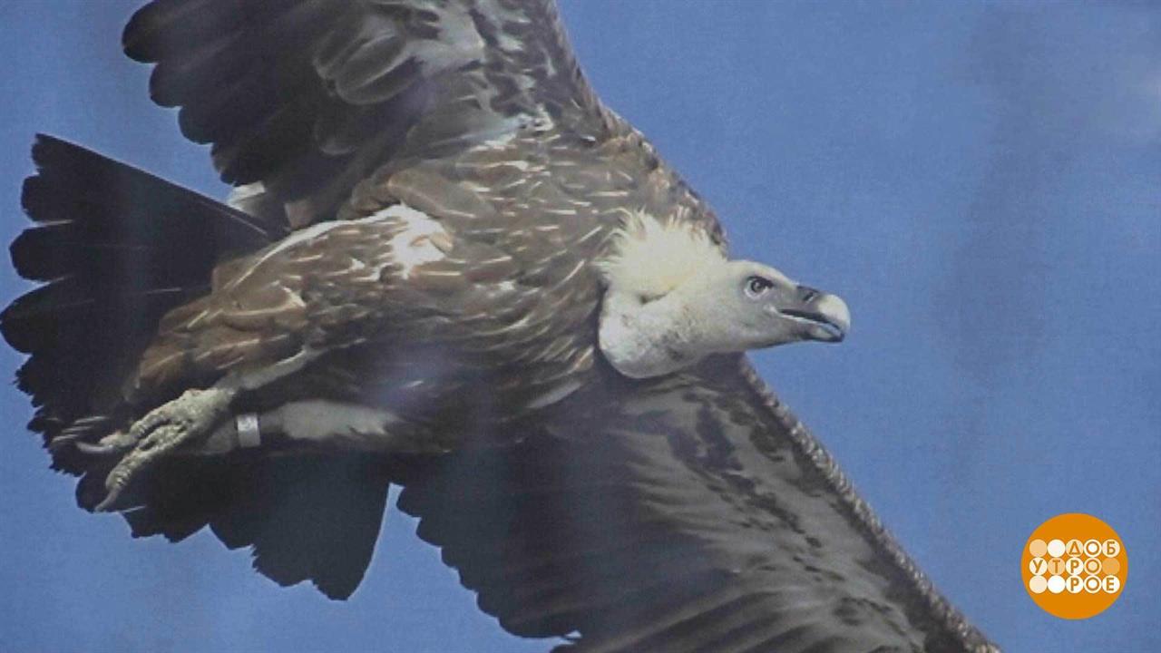 В мире. Возвращение грифона. Доброе утро. Фрагмент выпуска от 22.04.2019