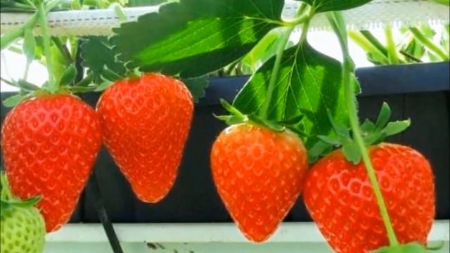 Ремонтантные сорта садовой земляники итальянской селекции: КАБРИЛЛО и МАЛЬГА