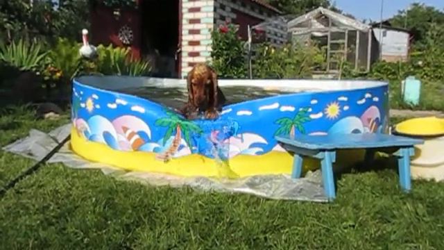 Английский кокер спаниэль
