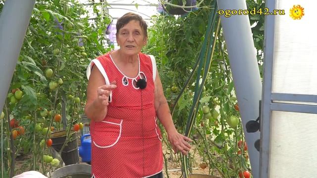 Выращивание в теплице пепино, томатов, огурцов