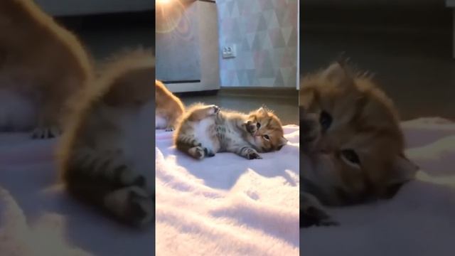 Самые смешные животные/приколы с котами и собаками/la #2 смотреть онлайн