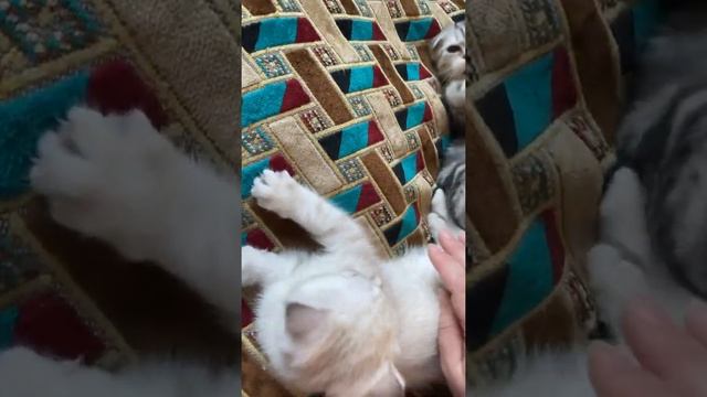 Вислоухие шотландские котята. Скоттиш фолд страйт