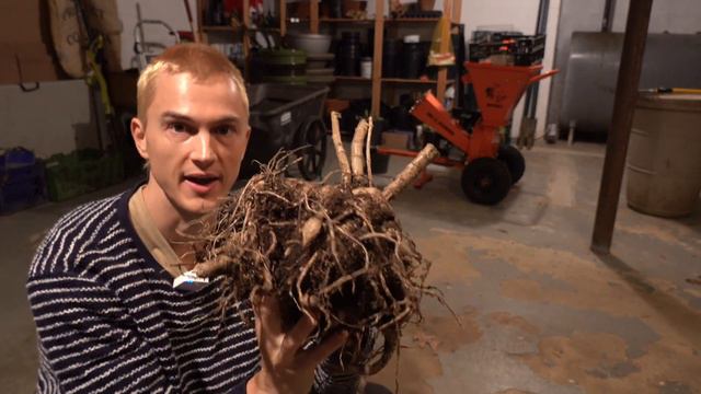 DAHLIA WINTER CARE - Storing Tubers Over Winter смотреть онлайн