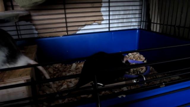 КАК ВЫБРАТЬ ИМЯ ДЛЯ КРЫСЫ || Как приучить к имени? смотреть онлайн