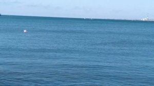 Прилетели бакланы в Анапу и ловят рыбку. Море, море, мир бездонный....