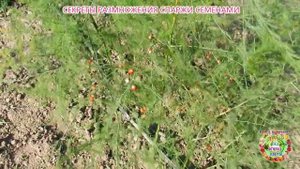 Секреты размножения спаржи семенами