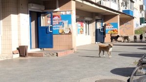 Бездомные собаки за две минуты разорвали домашнюю кошку в Чите