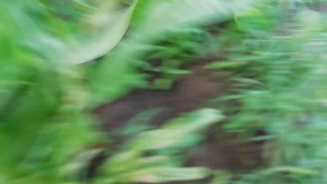 Обзор кукурузы на 14. 07. 2020 сорт КСС 5290. смотреть онлайн