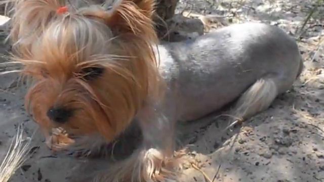 Йоркширский терьер на пляже./автор Виталий Ковач. смотреть онлайн