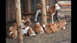 Телята в Фермерском хозяйстве Виктора Катанаева