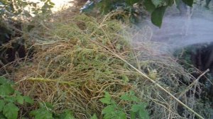 Компостная куча - источник перегноя