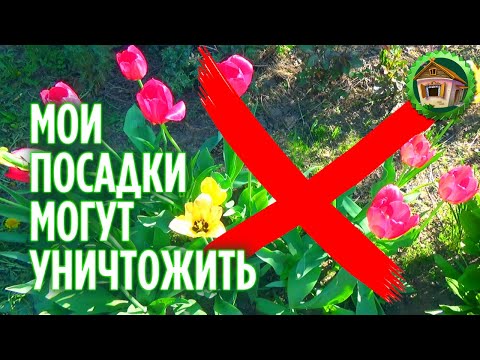 Мои посадки могут уничтожить. Обзор огорода. Как рассадить саженцы в саду? 172 серия