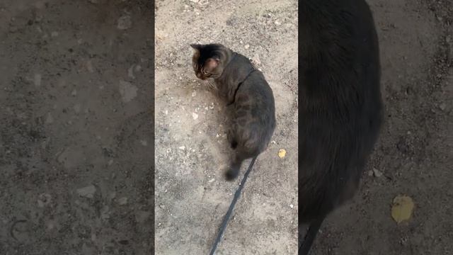 Бенгальский кот большой свин, купается в пыли. Ваши котики тоже так делают? смотреть онлайн