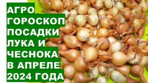 Агрогороскоп посадки лука и чеснока в апреле 2024Agrohoroscope for planting onions and garlic in Apr