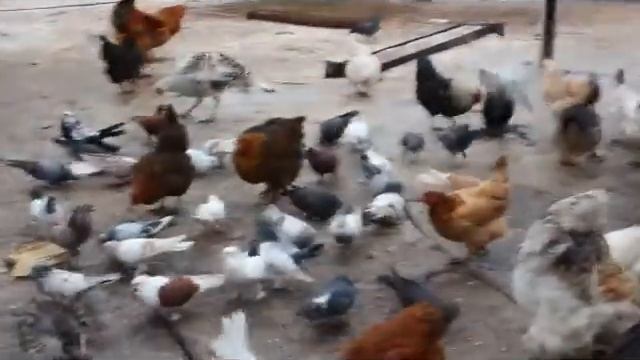 куры, голуби, цесарки смотреть онлайн