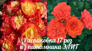 Распаковка 17 роз. Питомник ЭЛИТ