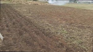 Ближе к Земле - выращивание картофеля Ривьера. Домашнее выращивание картошки.