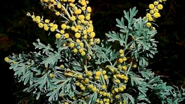 Полынь - полезные свойства растения, виды и состав полыни смотреть онлайн