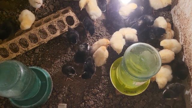 доминант 109 және доминант 902 балапандары. смотреть онлайн