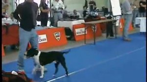 American staffordshire terrier Int. Show Oberwart (Austria)