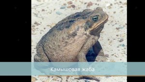 Презентация на тему: "Животные Красной книги".