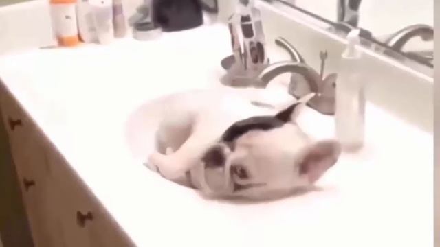 Смешные и весёлые кошки, собаки, попугаи смотреть онлайн