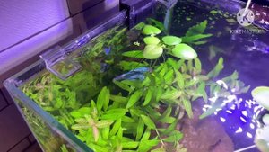 Сиамский петушок в 15 литровом аквариуме (заселение). Отчёт по орхидее.