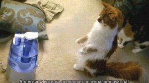 Котенок чихает: почему и что делать