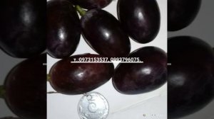 Виноград Елена-Виктория селекции Вишнивецкого Н. П.