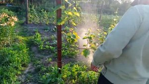 Ридомил голд виноград и Тиовит джет. Видео применение!