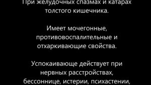 Пустырник – применение