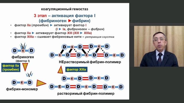 Гемостаз - часть 1 - сосудисто-тромбоцитарный и коагуляционный гемостаз, фибринолиз, регуляторы