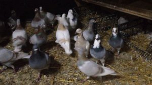 Почтовые голуби ( Украина - 2017)