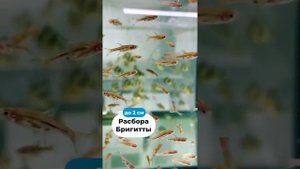 Рыбки для нано аквариумов