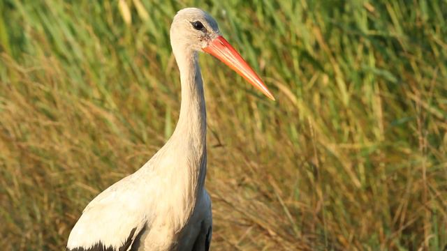 Белые аисты - лат. Ciconia ciconia - eng. White stork смотреть онлайн