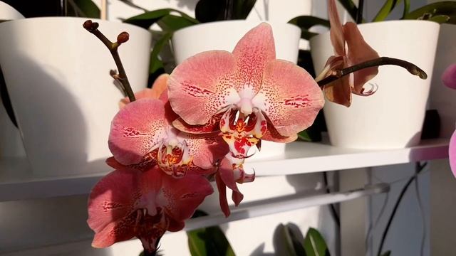 Фантастическая "Леко Фантастик"❤️?❤️?❤️? Fantastic Leko Fantastic смотреть онлайн