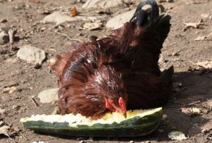 кормление кур кабачками!