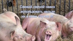 Можно ли использовать кроличий или свиной навоз для удобрения