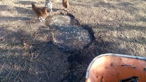Большая вода в жару курам